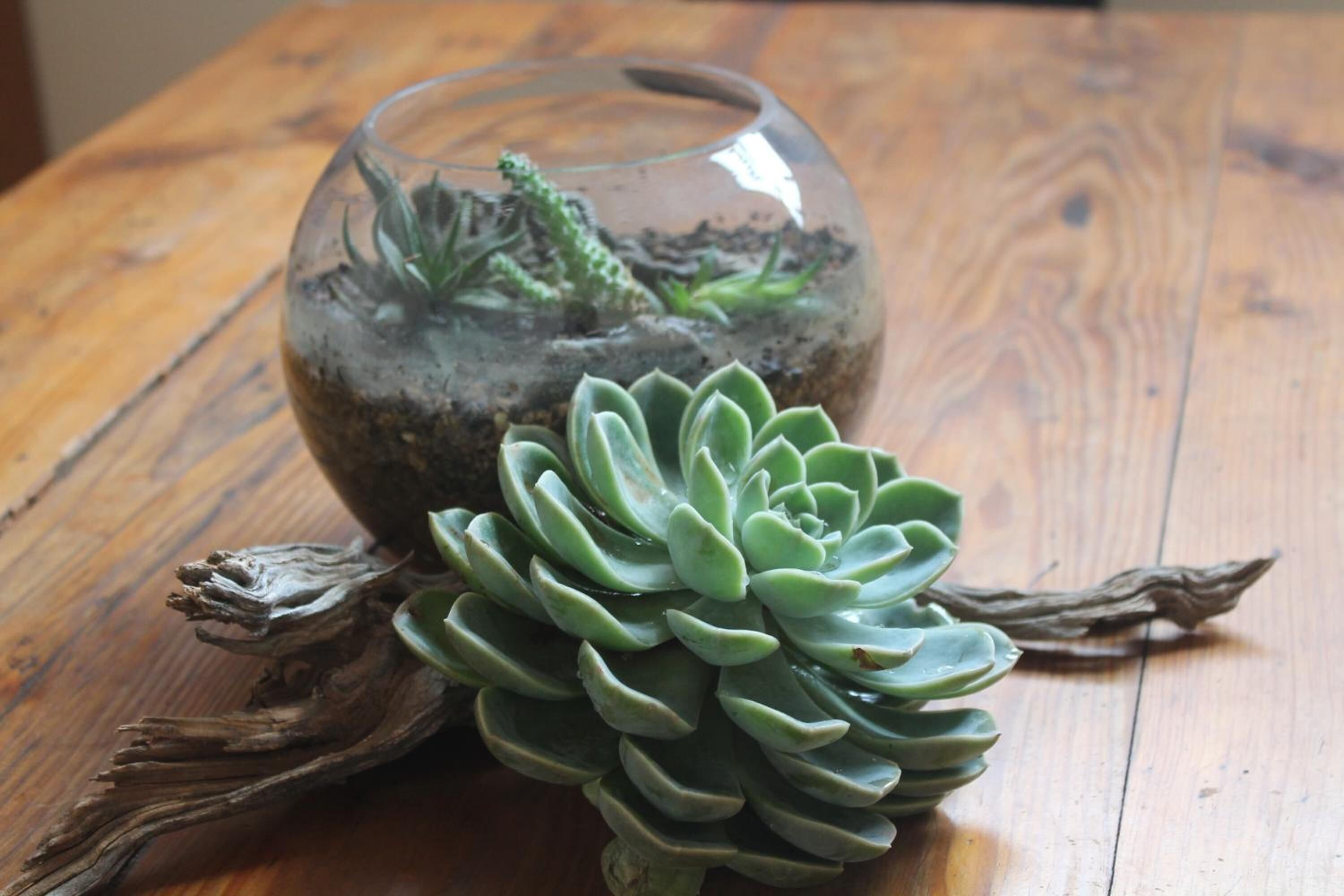 A glass terrarium with succulents and a piece of driftwood on a wooden table.