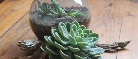 A glass terrarium with succulents and a piece of driftwood on a wooden table.