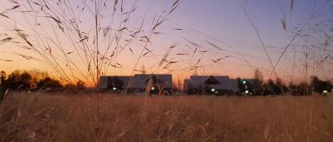 A field with tall grass and a row of buildings in the background.