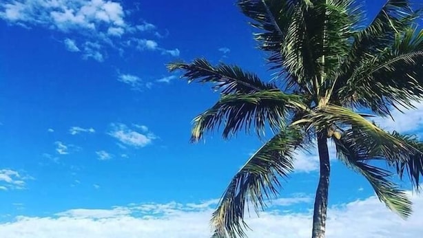 Una playa con una palmera, cielo azul despejado y océano.