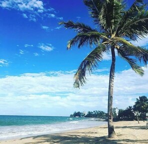 Ein Strand mit einer Palme, blauem Himmel und dem Ozean.