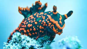 Close-up de um caracol-marinho com manchas laranja sobre uma superfície rochosa.
