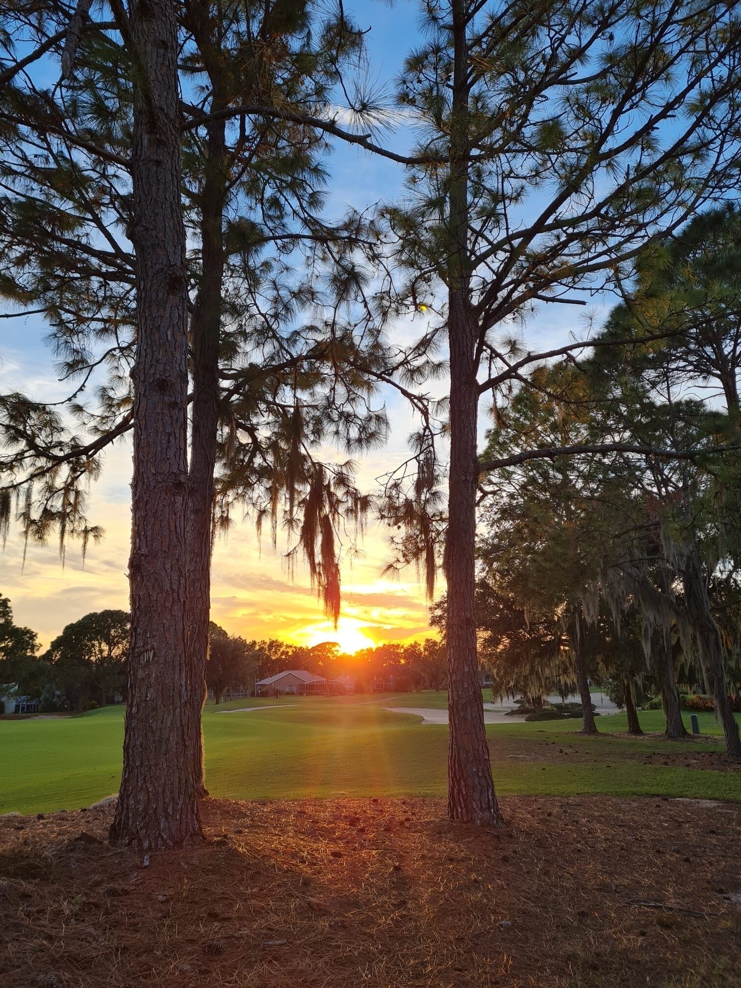 A sunset view through trees with a golf course in the background.