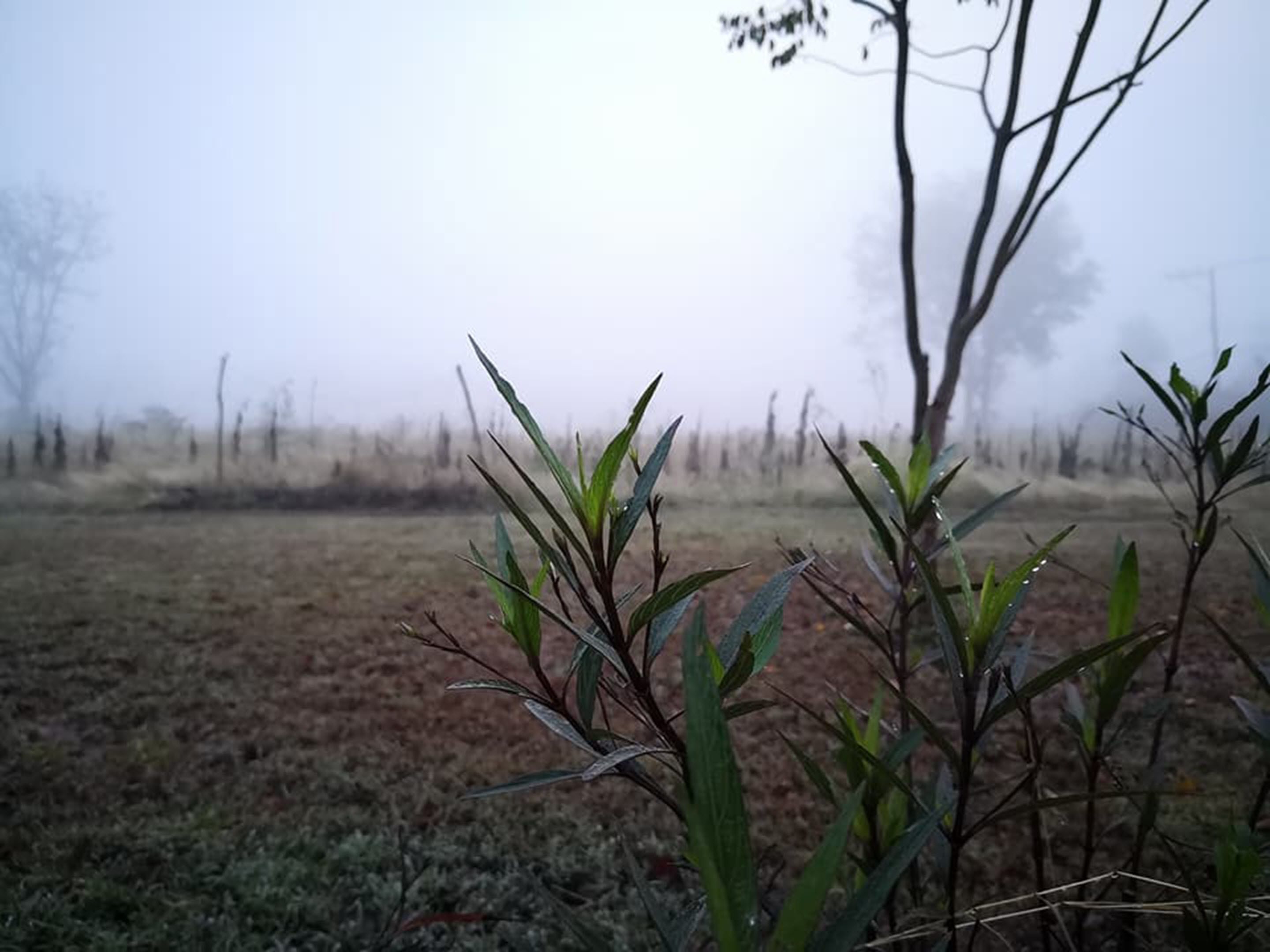 A field with sparse vegetation and a foggy background.