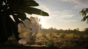 A natural landscape with a tree and white flowers in the foreground. - Eskimo Resort (Phetchabun)