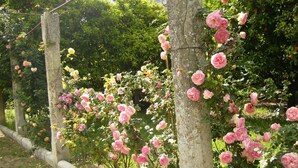 A garden with pink roses climbing a wooden trellis.