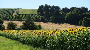 Un campo de girasoles con un viñedo al fondo.