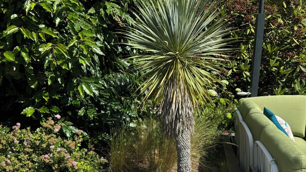 An outdoor breakfast table with a variety of foods and drinks, surrounded by lush greenery and a palm tree. - Hôtel Restaurant L’Eskemm *** St Brieuc-Trégueux (Tregueux)