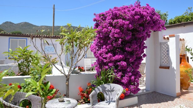 Um edifício branco com varanda, rodeado por diversas plantas e flores, incluindo uma bougainvillea roxa em destaque.