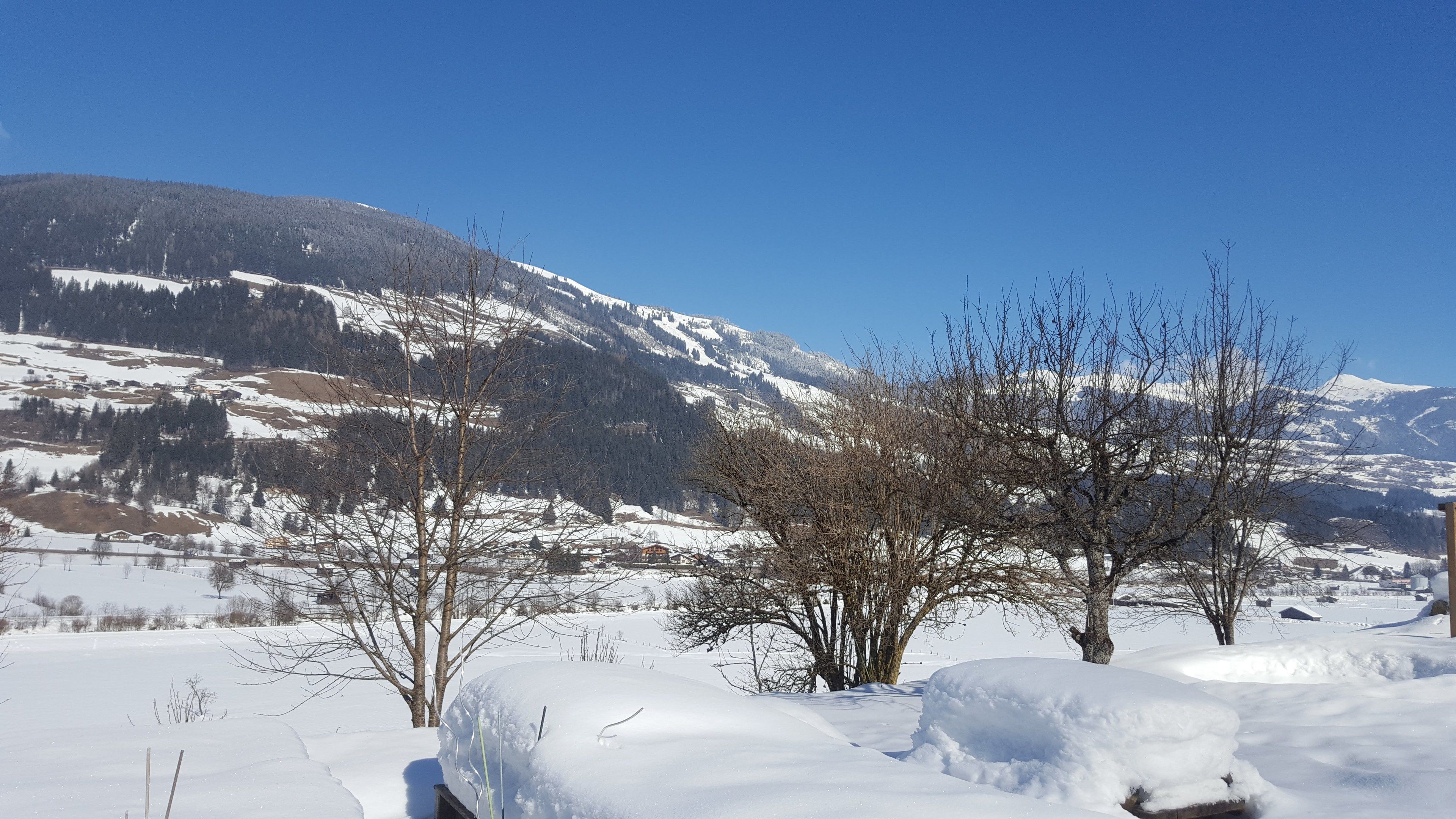 A snowy landscape with bare trees and a mountain in the background.