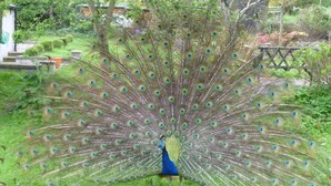 Un pavo real despliega completamente sus plumas de la cola en un jardín.