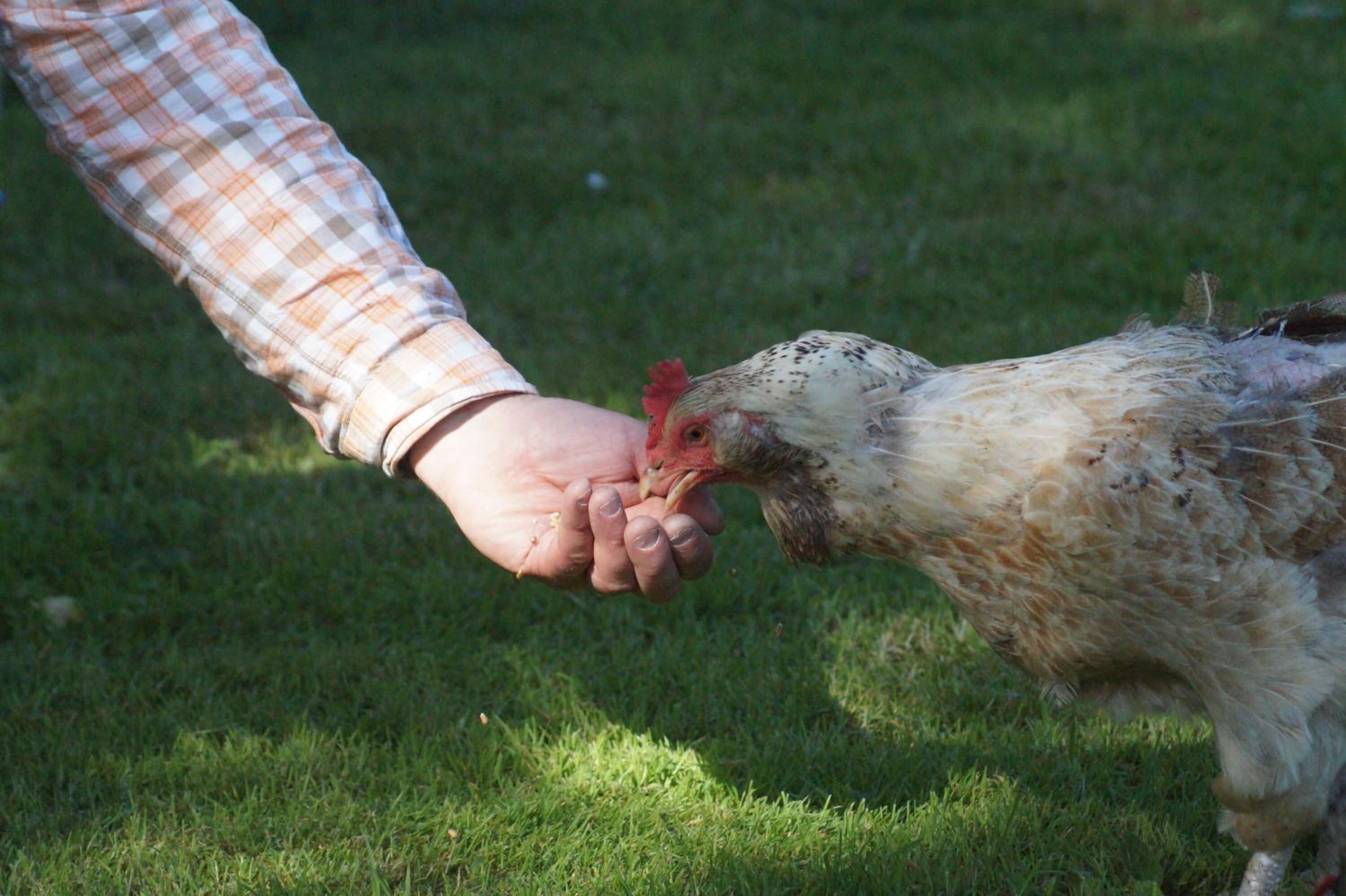 A hand holding a chicken.