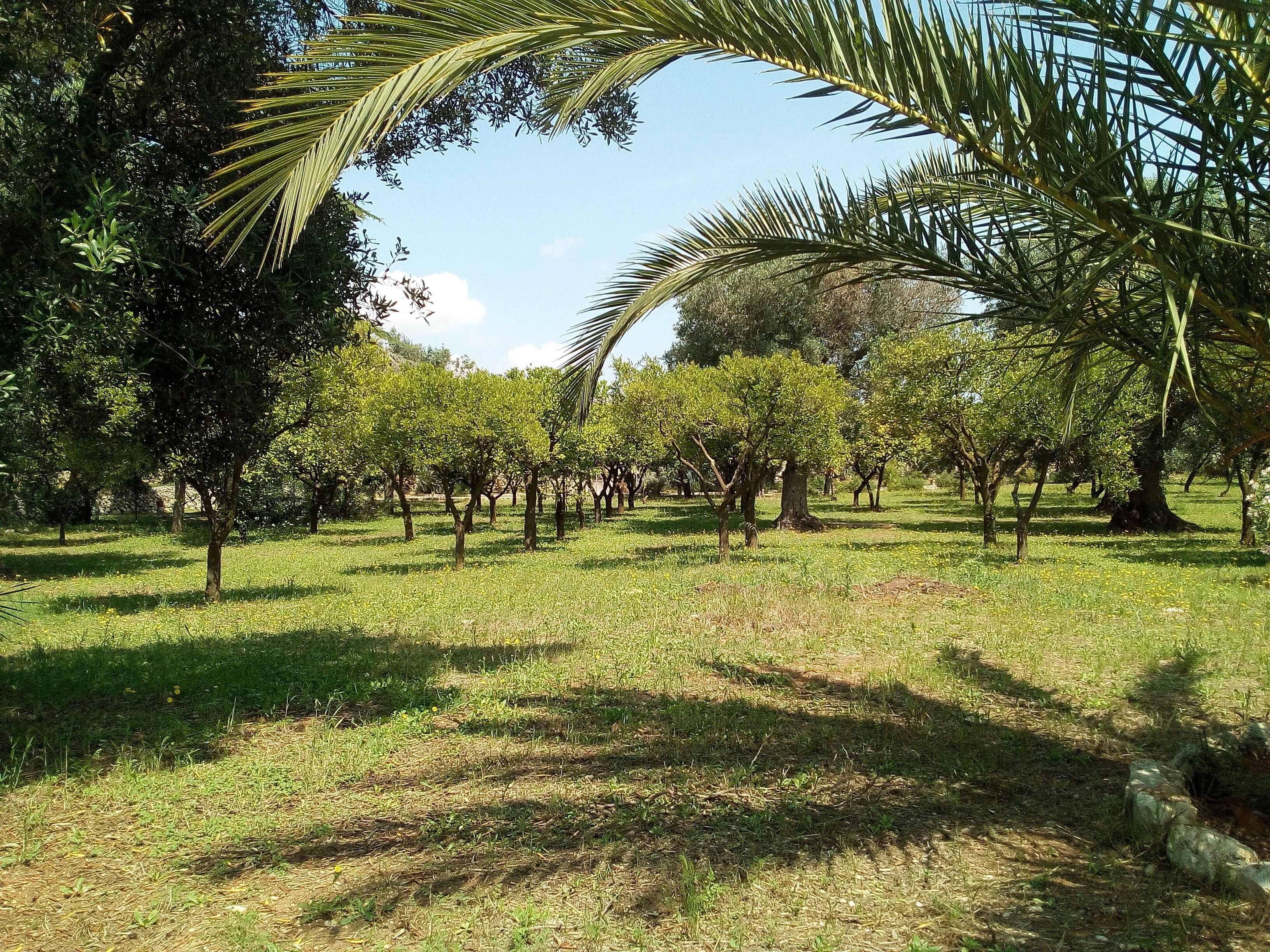 A well-maintained orchard with rows of trees and a clear sky.