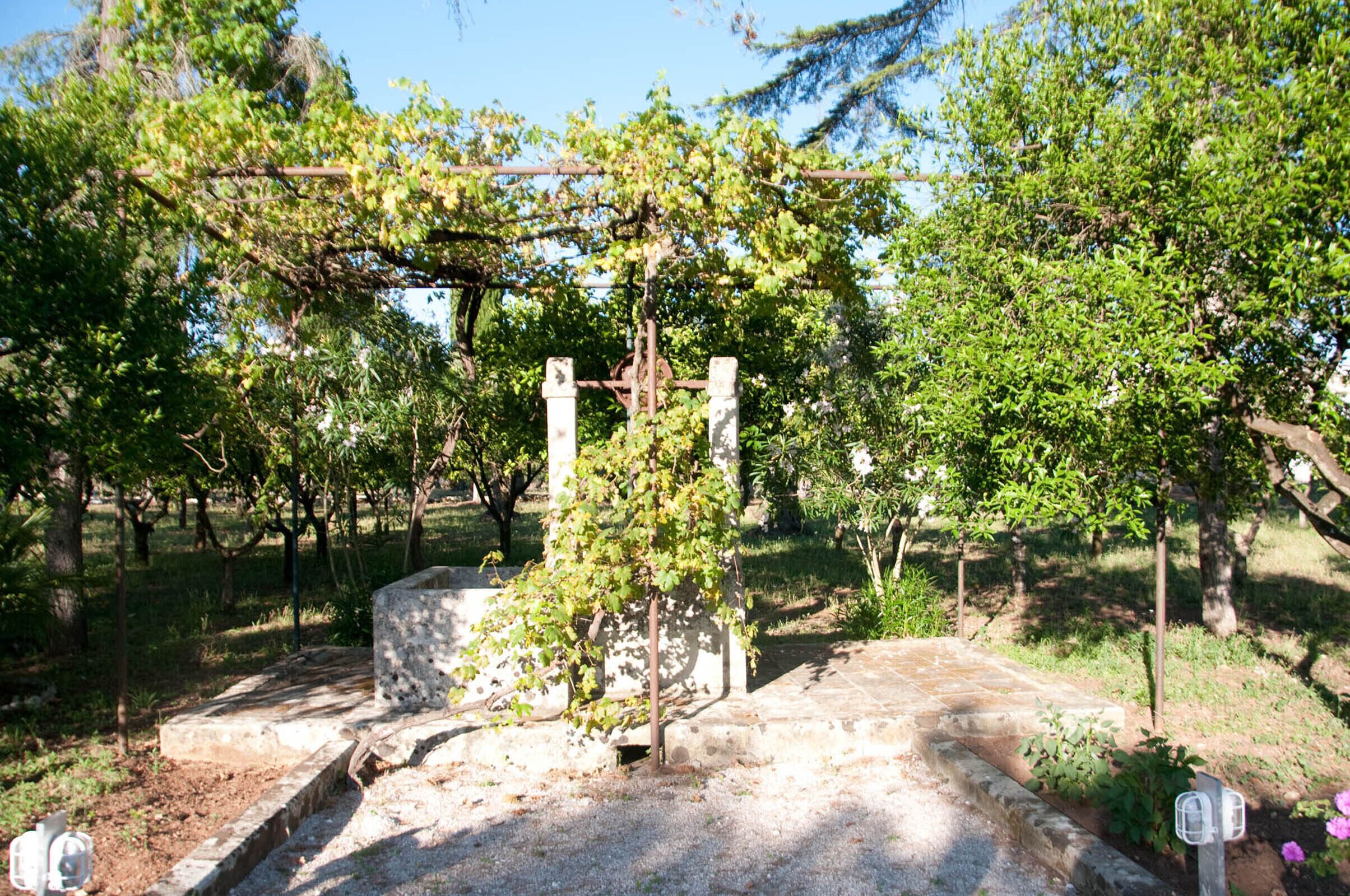 A vineyard with rows of grapevines and a stone structure in the center.