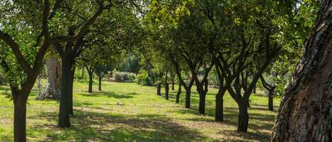 A row of trees in a park with a grassy area and a visible tree trunk.