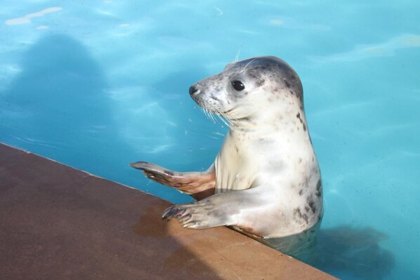 A seal in a pool with clear blue water. - The Southwold (Skegness)