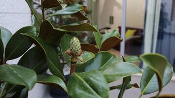 Lägenhet - 1 sovrum | Terrass/Patio