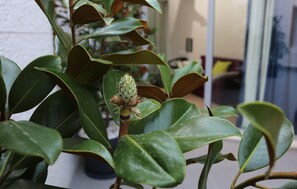 Apartment, 1 Bedroom | Terrace/patio