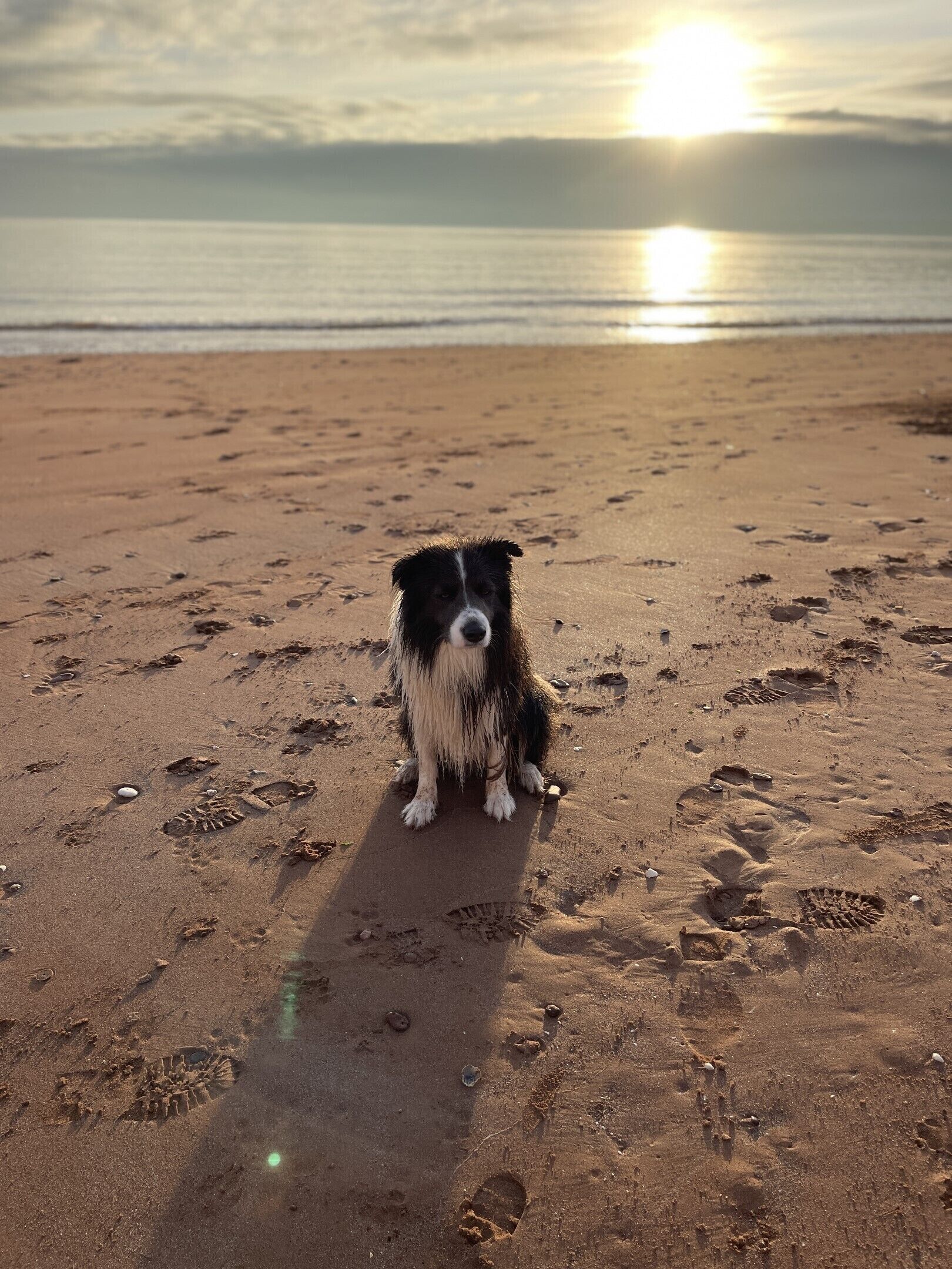 A dog sitting on a beach with footprints and a shell visible in the sand.