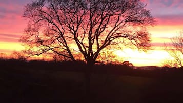A tree silhouette against a sunset sky.