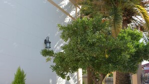 Un patio con una palmera, una planta en maceta y un edificio de fachada blanca.