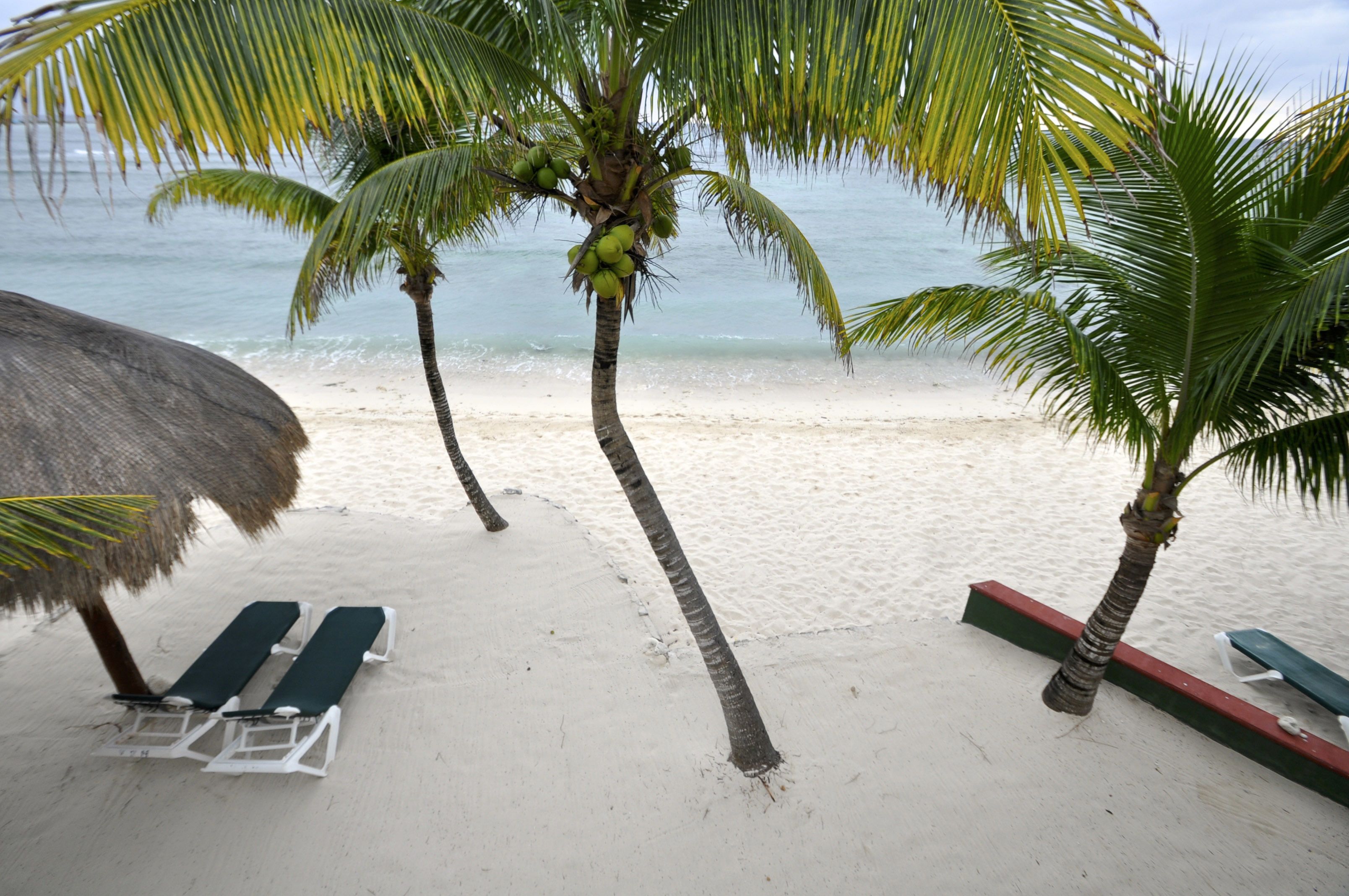 A beach with lounge chairs, palm trees, and a thatched umbrella.
