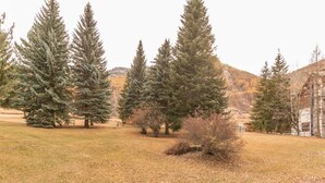 A park with tall evergreen trees, a grassy area, and a building in the background.