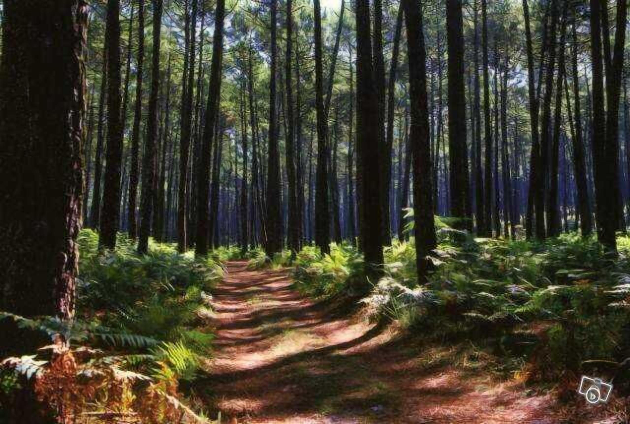 Een bosrijk pad omringd door hoge bomen en varens.
