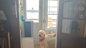 A dog standing in a doorway with a view of a wooden floor and a window.