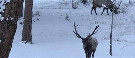 Sci e sport sulla neve