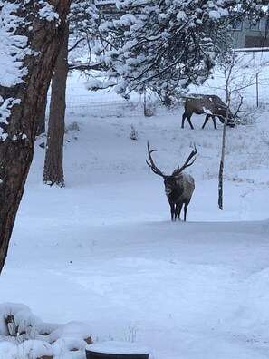 A snowy landscape with a large elk standing in the foreground and two elk in the background. - Charming Updated Rustic Cabin. Excellent Location Close to Town and RMNP!  (Estes Park)