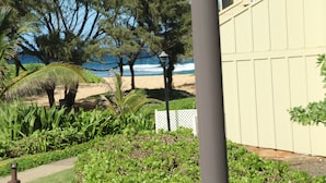 A garden with tropical plants and a view of the ocean.