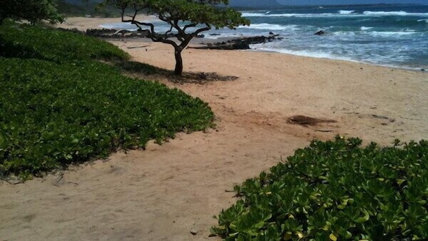 A beach with a single tree, sandy path, and ocean waves.