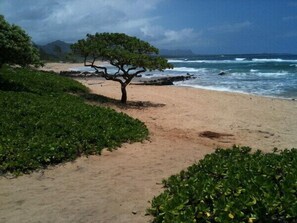 Praia com uma única árvore, caminho de areia e ondas do oceano.