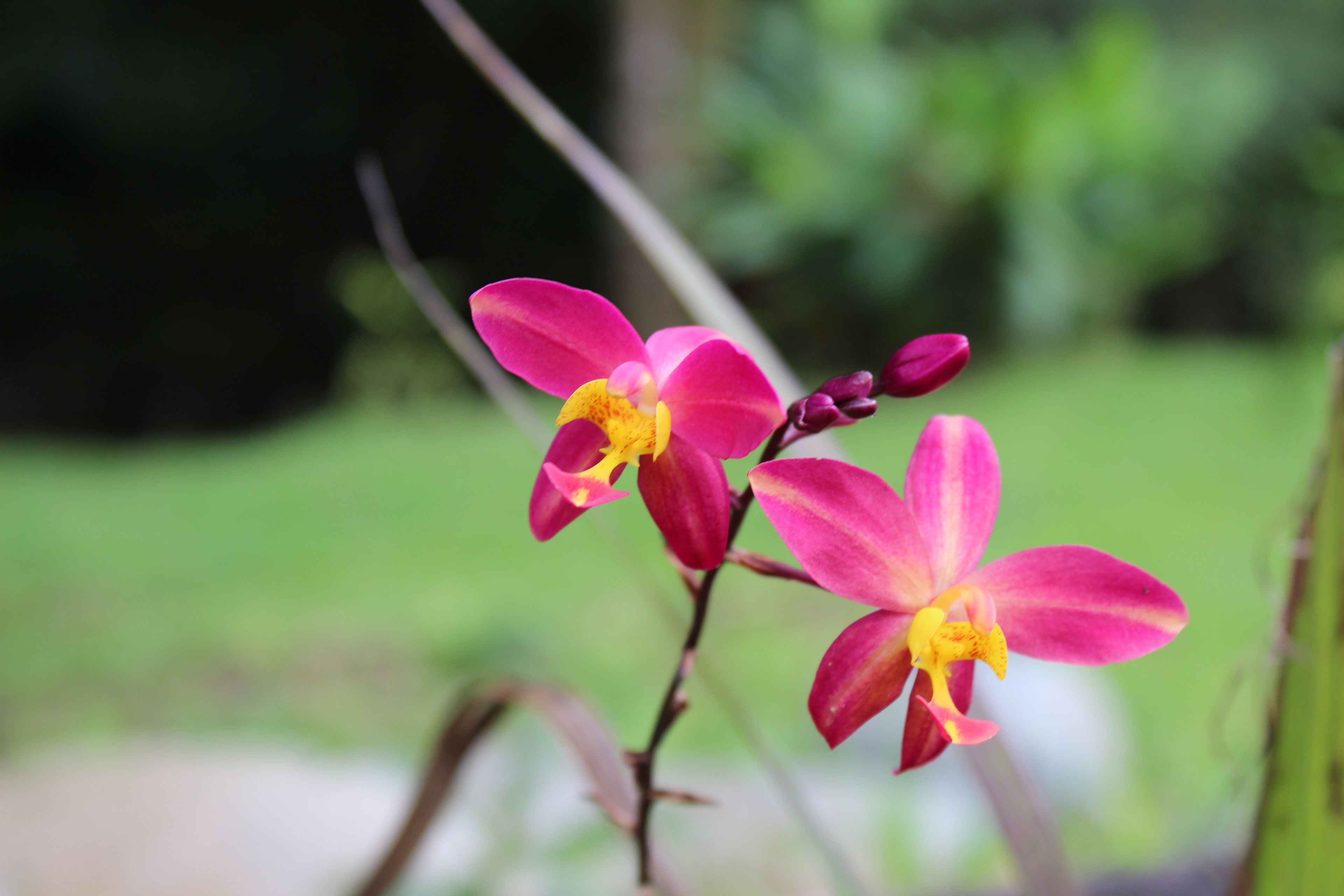 A close-up of pink orchid flowers with yellow centers, set against a blurred green background.