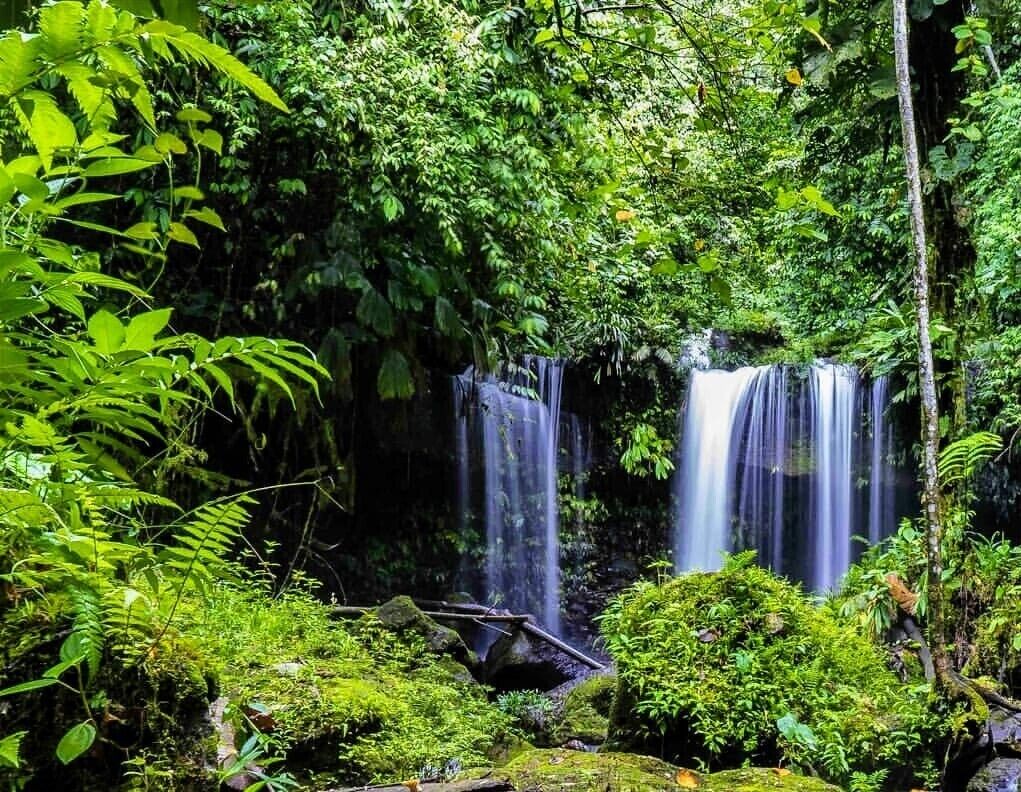 A lush, green forest with a waterfall.