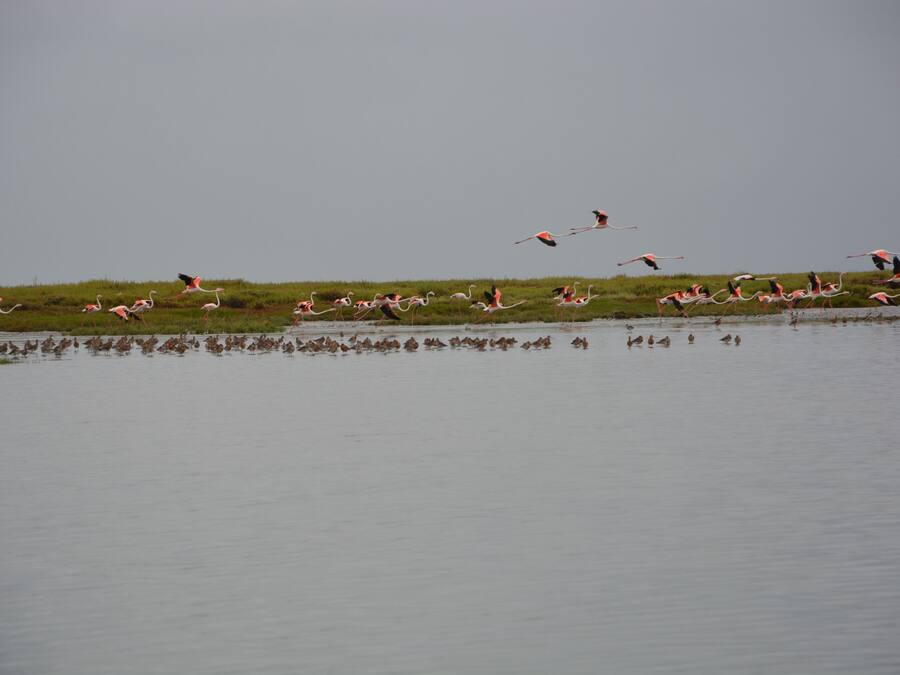 A group of flamingos in a natural setting with water and grassy areas.