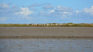 Een strand met water en een groep flamingo's.