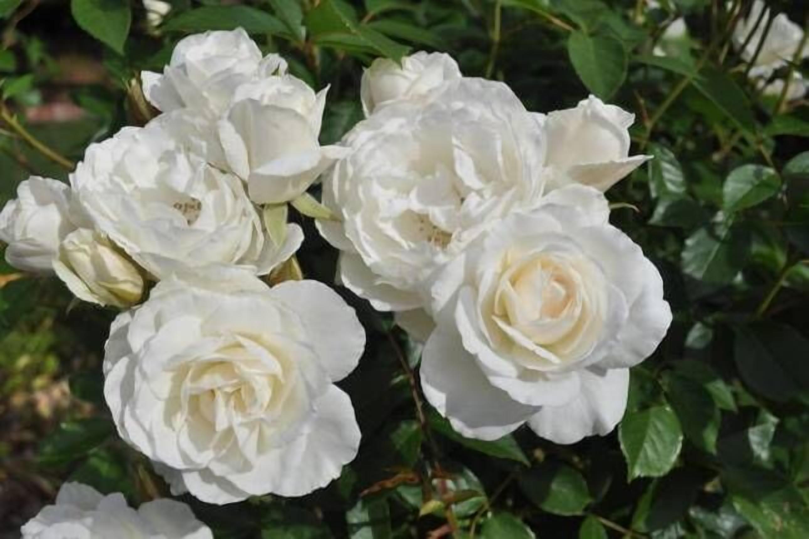 The Mill House - Cottage Accommodation includes breakfast provisions — image 17