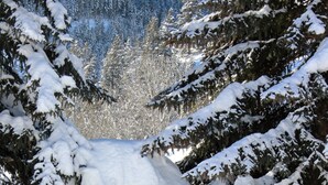 A wooden sign for Pennay's at River Run, surrounded by snow-covered trees. - Great 1 (plus) bedroom condo. This is the best location in Ketchum! (Ketchum)