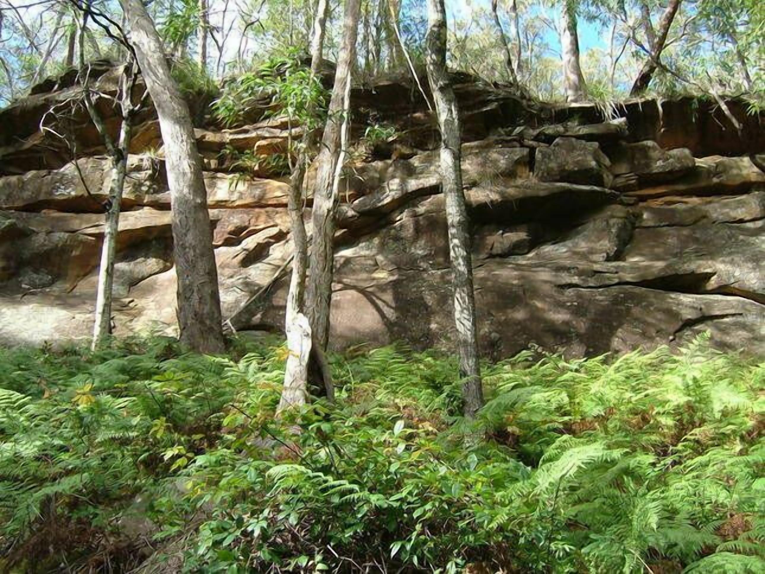 A natural rocky landscape with trees and ferns.