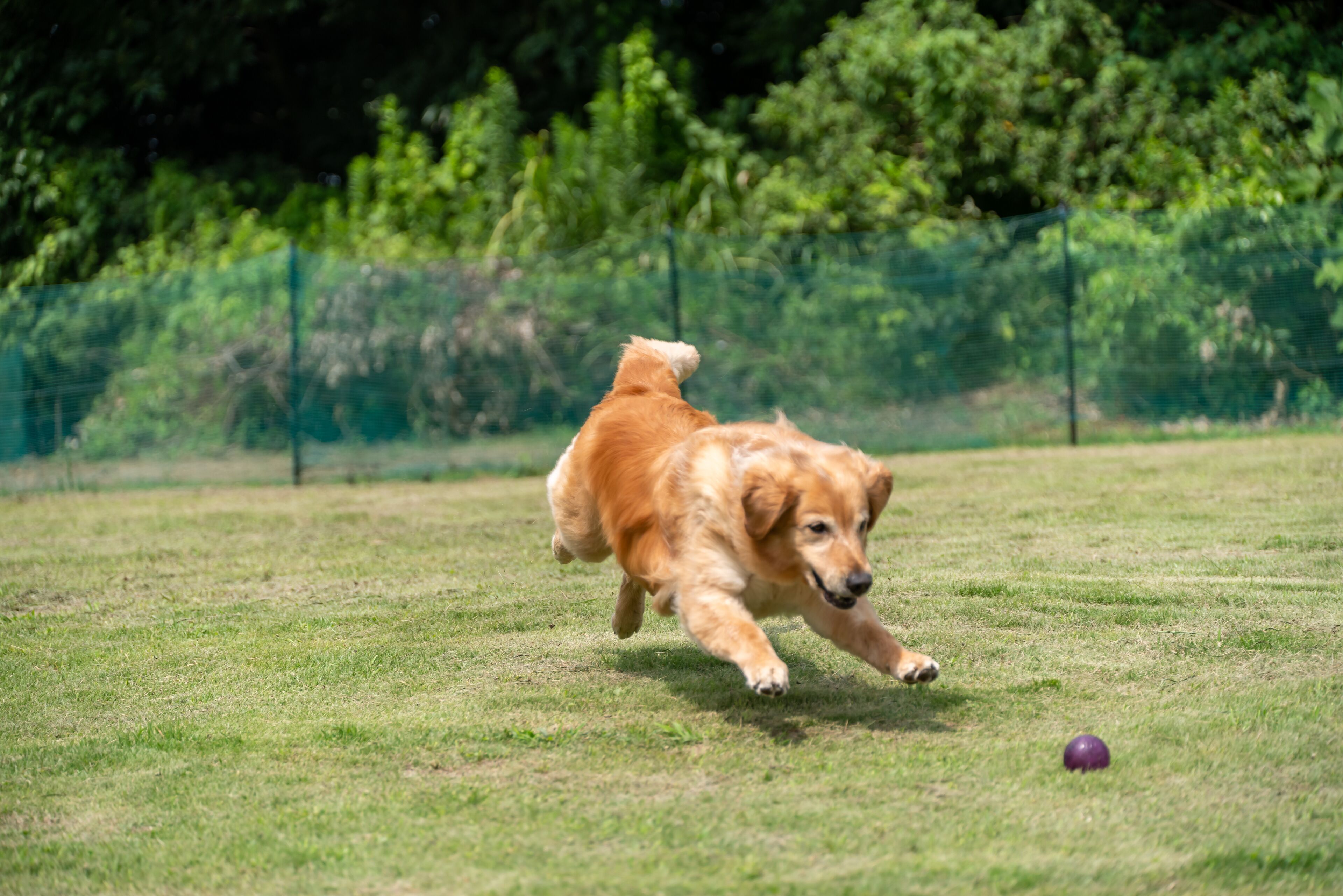 A golden retriever running in a grassy field.