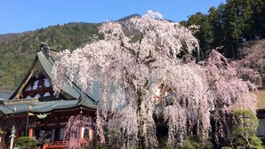 Un bâtiment traditionnel japonais, doté d’un toit végétalisé et orné d’un cerisier en pleine floraison.