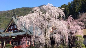 Miscellaneous - Minobuyama Kuonji Sanmonmae Tanakaya Ryokan (Minobu)