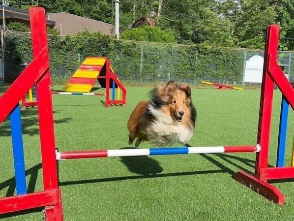 A dog jumping over a red and blue obstacle. - Yatsugatake Wanwan Paradise (Hokuto)