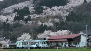 A train station with a blue train, a small building with a red roof, and cherry blossoms in the background. - Iwai Onsen Iwaiya (Iwami)