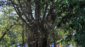Un árbol grande de raíces gruesas y follaje denso en un parque.