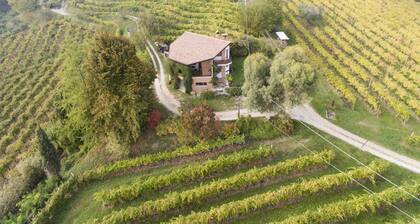 A house in the vineyard