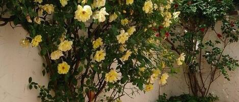 Details aan de buitenkant