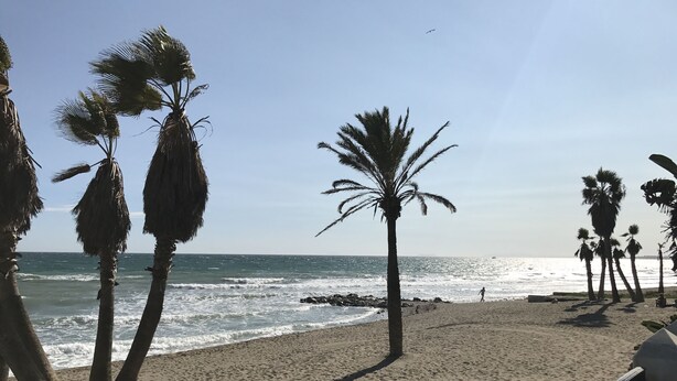 A beach with palm trees and a clear sky.